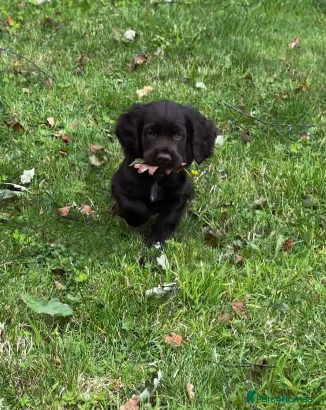 Cocker Spaniel dogs for sale: 2 beautiful Working cocker spaniel pups for sale - Image 1