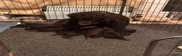 Irish Water Spaniel dogs for sale: Just 1 female Irish Water Spaniel  - Advert 3