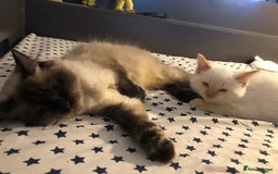 Mixed Breed cats for sale: Gorgeous ragdoll mum and her 2 sons😻 - Image 6