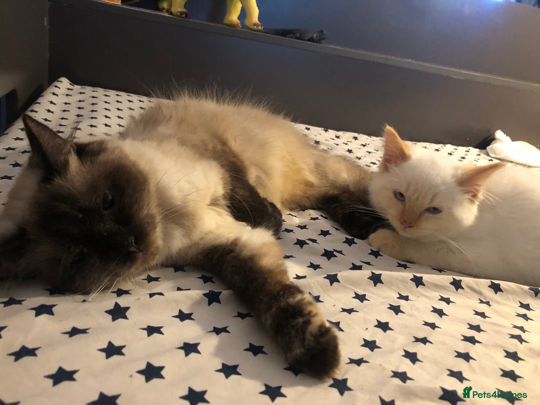 Mixed Breed cats for sale: Gorgeous ragdoll mum and her 2 sons😻 - Image 6