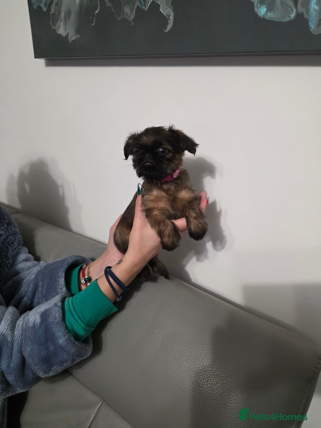 Griffon Bruxellois dogs for sale: Gorgeous pedigree Griffon Bruxellois KC registered - Advert 7