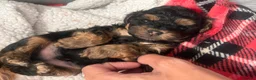Yorkiepoo dogs for sale: Outstanding Yorkipoos F1 last 3 remaining - Advert 22