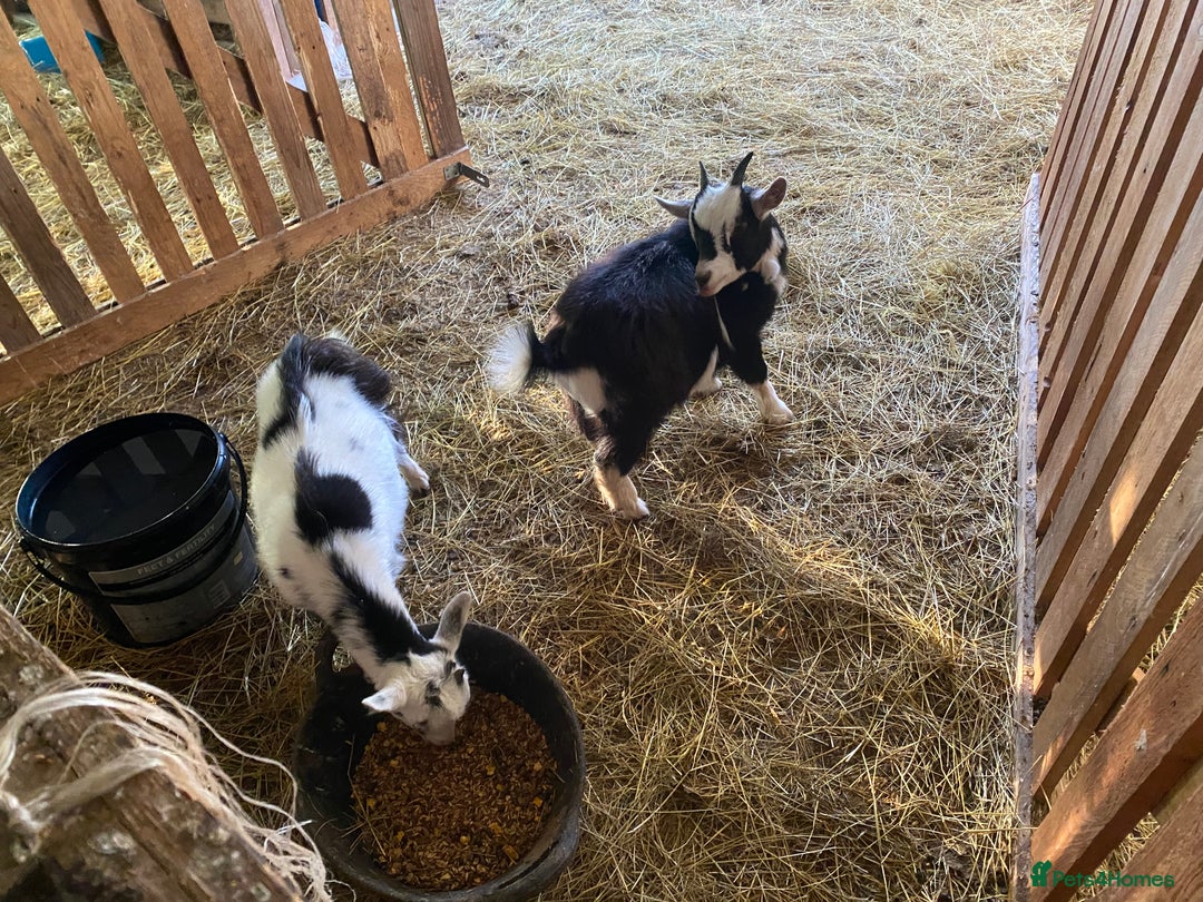Goats livestock for sale: Flock of Pigmy goats for sale - Advert 14