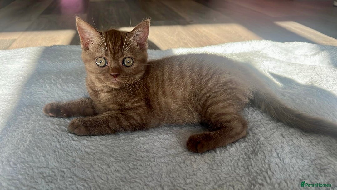 British Shorthair cats for sale: Champion Line British Shorthair Kittens - Image 11