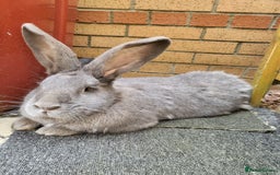 Continental Giant rabbits for sale: Continental Giant Rabbits  - Image 3