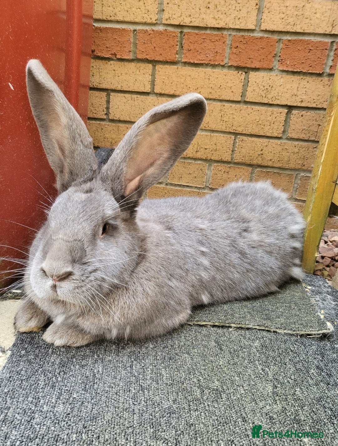 Continental Giant rabbits for sale: Continental Giant Rabbits  - Image 3