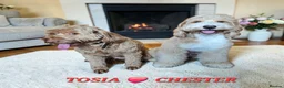 Mixed Breed dogs for sale: Stunning Australian Labradoodle Puppies  - Advert 14