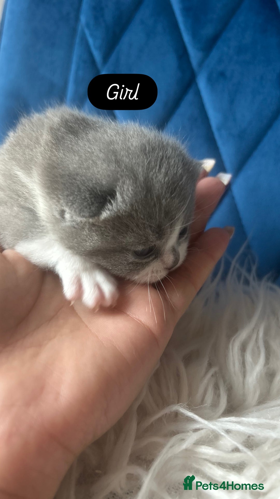 British Shorthair cats for sale: 🧸✨6 Chunky British Shorthair Kittens For Sale✨🧸 - Advert 9