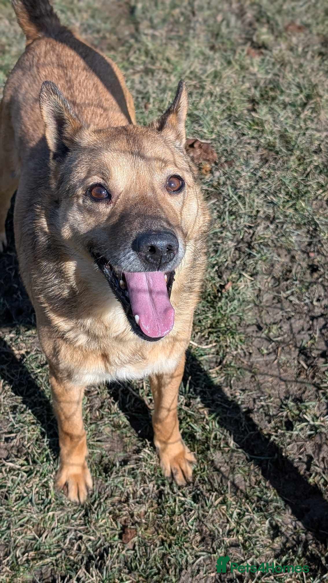 Mixed Breed dogs Blue for adoption - Advert 7