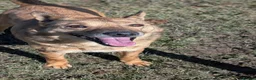 Mixed Breed dogs for adoption: Blue for adoption - Advert 2