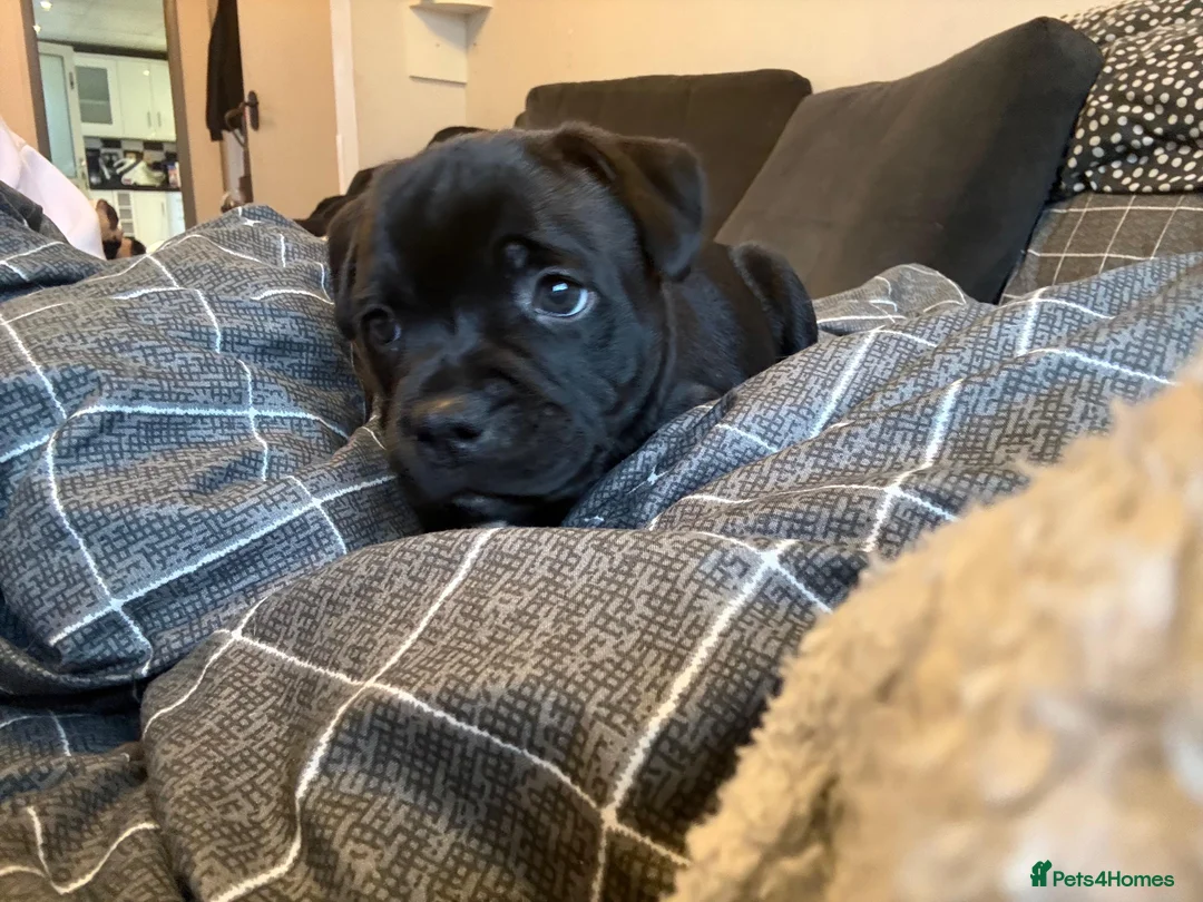 Staffordshire Bull Terrier dogs for sale: Staffordshire Bull Terrier puppies KC registered  - Advert 9