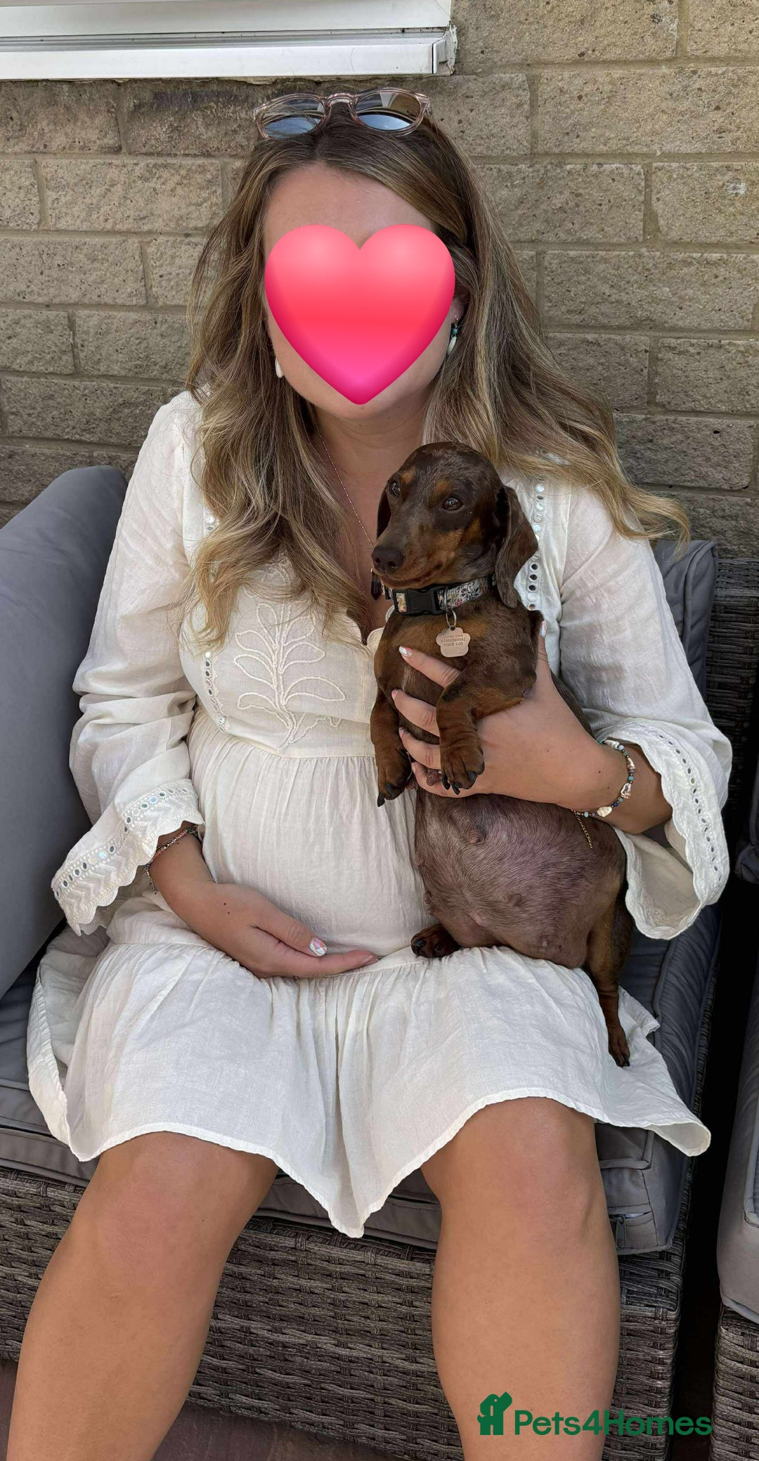 Miniature Dachshund dogs for sale: Stunning miniature dachshund puppies - Image 15