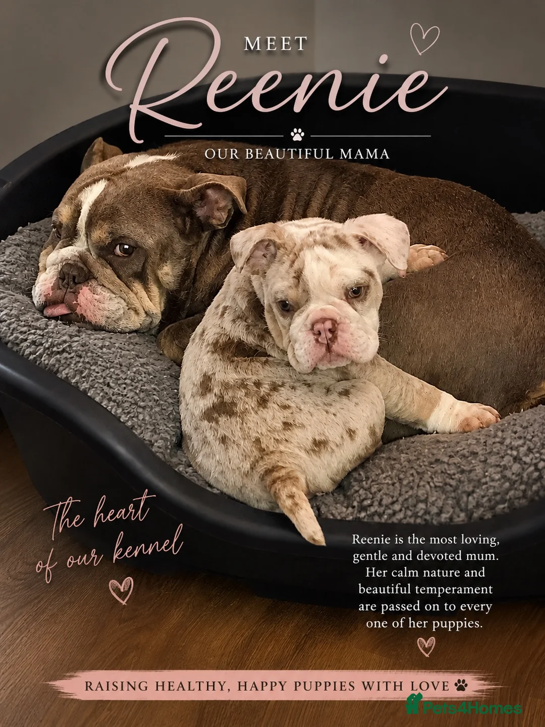 English Bulldog dogs for sale: Raised with love, bred with care - Advert 3