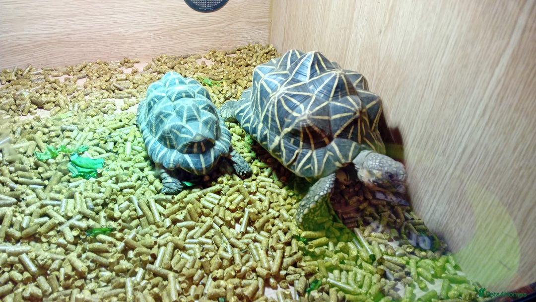 Tortoise reptiles for sale: 2 Indian star tortoises - Image 3