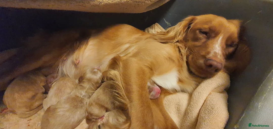 Cockapoo dogs for stud: *PROVEN* DNA TESTED F/F Gene Red Cockapoo Stud in Coventry - Advert 23