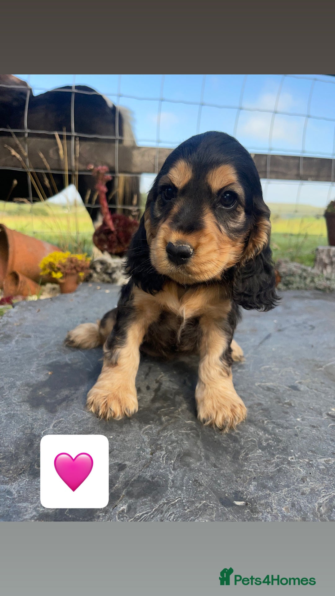 Cocker Spaniel dogs for sale: KC reg & H/Tested Show Cocker Spaniels - Image 13