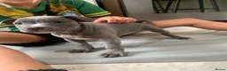 Staffordshire Bull Terrier dogs for sale: KC REG SOLID BLUE STAFFY PUPPY BEARS 💙 - Advert 2