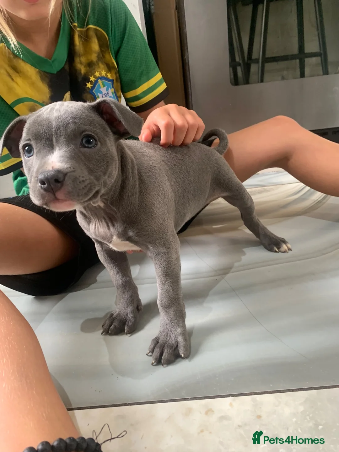 Staffordshire Bull Terrier dogs for sale: KC REG SOLID BLUE STAFFY PUPPY BEARS 💙 - Advert 2