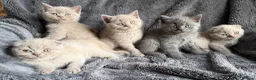 British Shorthair cats for sale: Ready to leave stunning kittens  - Advert 12
