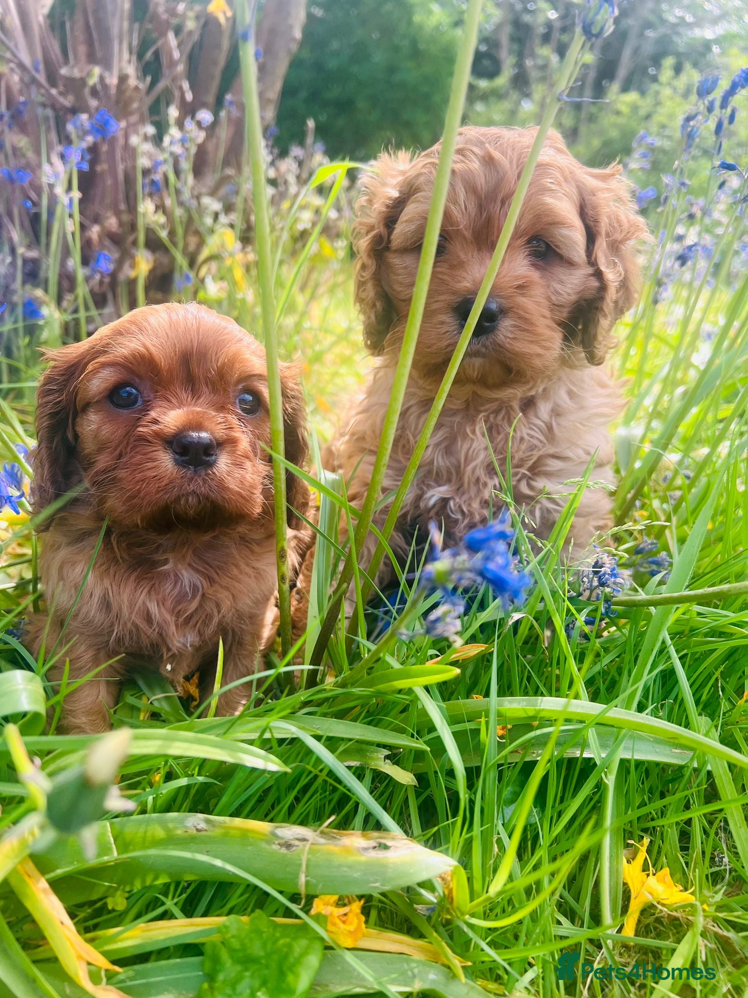 Cavapoo dogs Cavapoo adorable puppies  - Advert 8