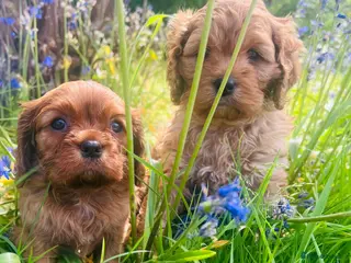 Cavapoo dogs Cavapoo adorable puppies - Advert 8