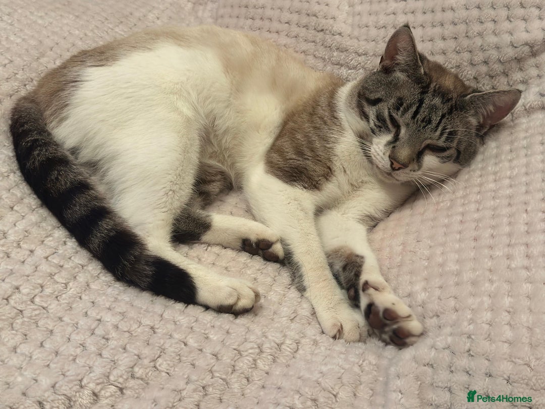 Mixed Breed cats for sale: Finding a lovely family for Puffin - Advert 5