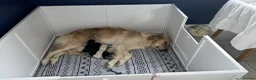 Golden Shepherd dogs for sale: Gorgeous Golden Shepherd Puppies.  in Harleston - Advert 4