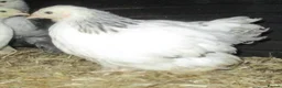 Chickens poultry for sale: Columbian Pekin Bantam Pullets ( Female) - Advert 2