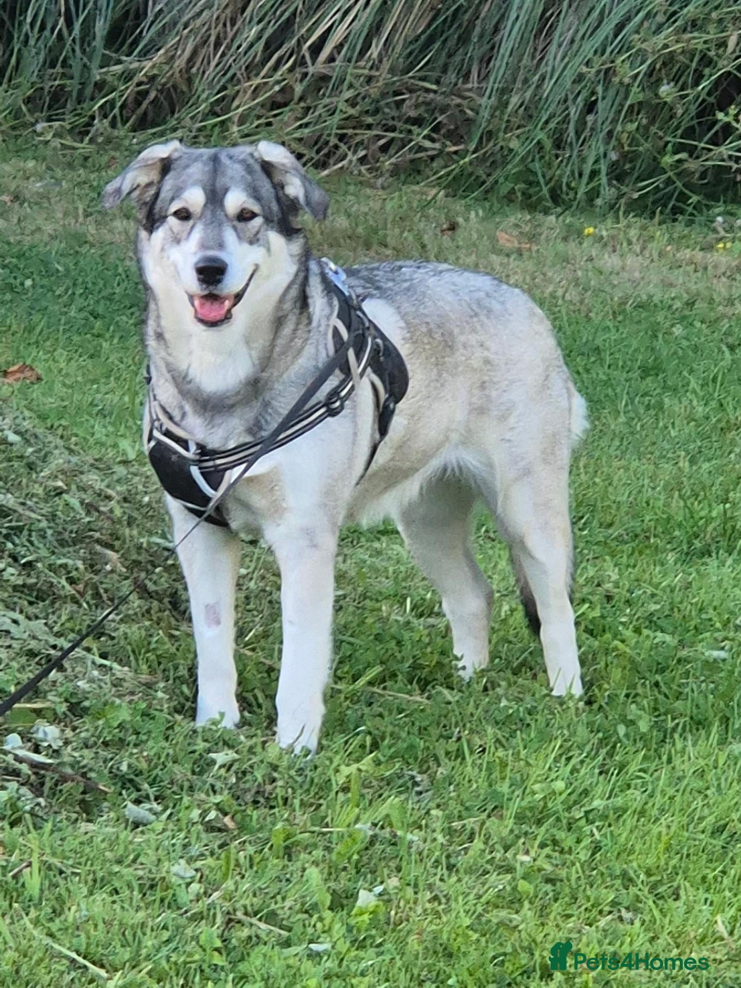 Mixed Breed dogs for sale: Golden Retriever x Husky Puppies Goberian - Advert 1