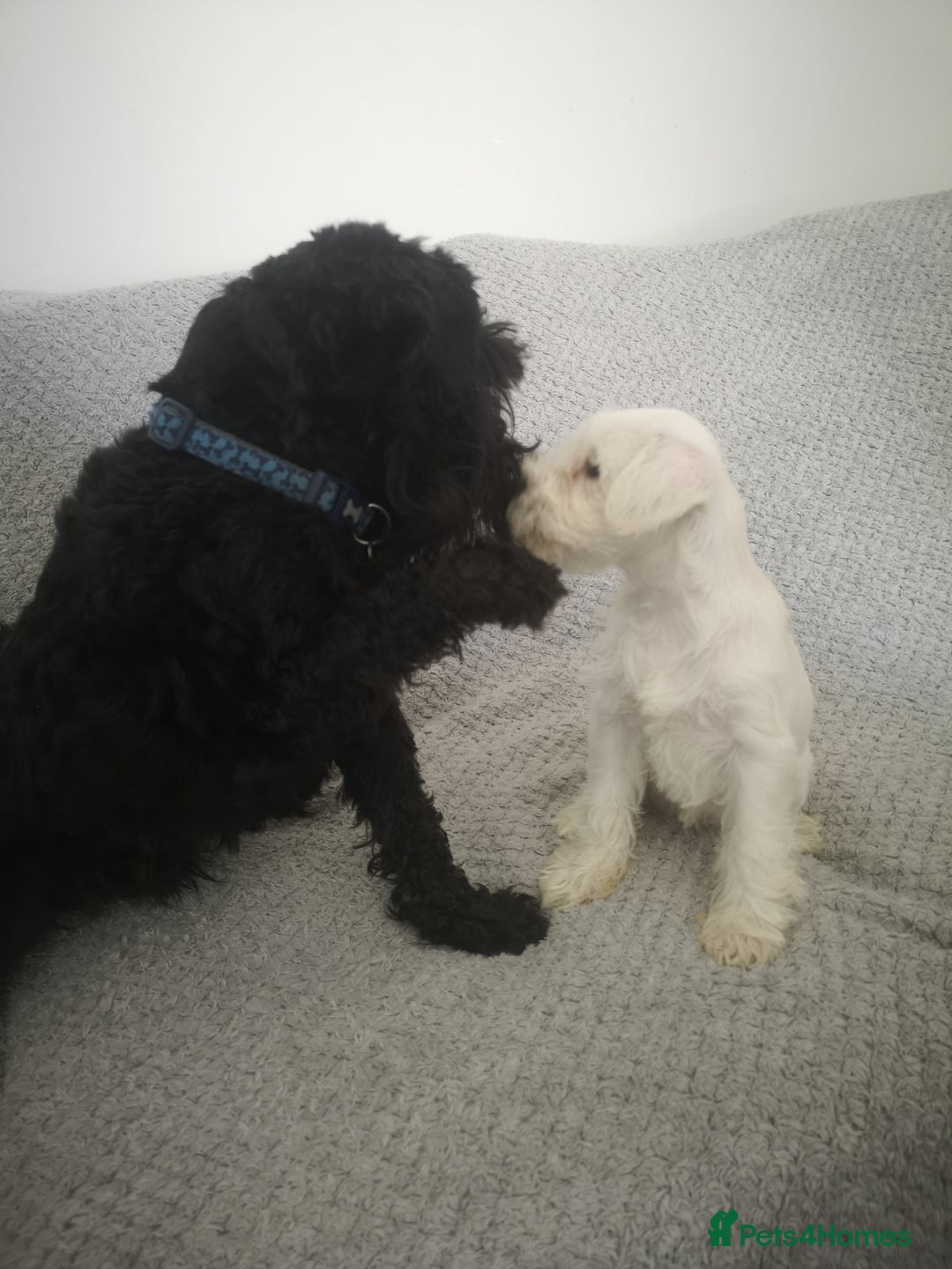 Miniature Schnauzer dogs for stud: KC reg Miniature Schnauzer Proven 'super' Stud  in Cockermouth - Advert 4