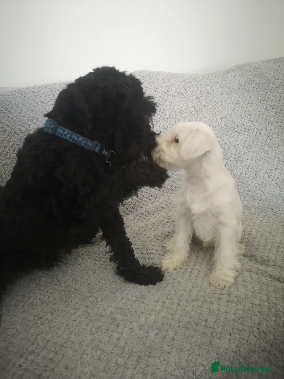 Miniature Schnauzer dogs for stud: KC reg Miniature Schnauzer Proven 'super' Stud  in Cockermouth - Advert 4