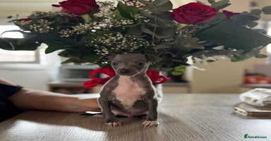 Italian Greyhound dogs - Advert 10
