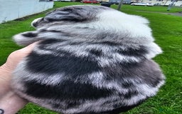 Border Collie dogs for sale: Red white border collie puppies - Advert 7