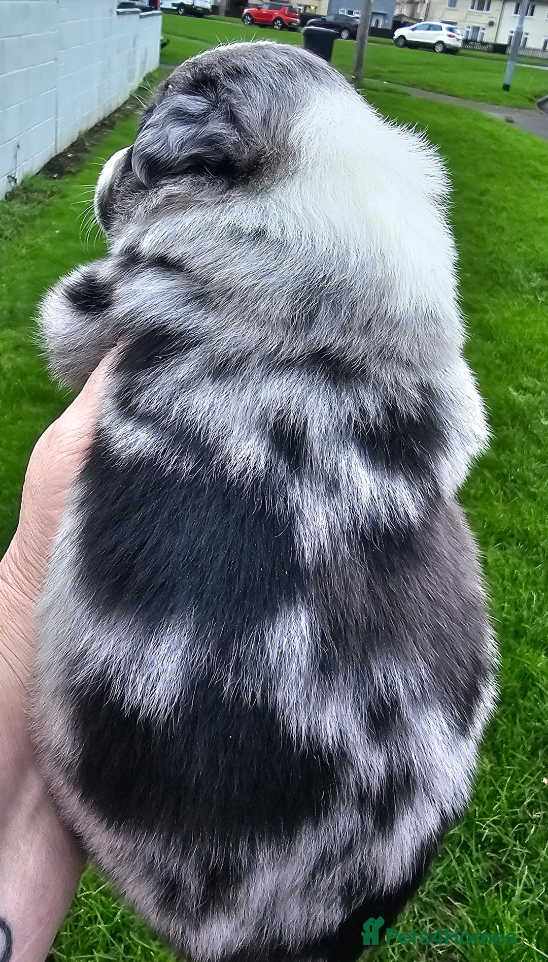 Border Collie dogs for sale: Red white border collie puppies - Advert 7