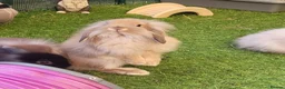 Mini Lion Lop rabbits for sale: Stunning Mini Lion Lops - READY SATURDAY - Advert 10