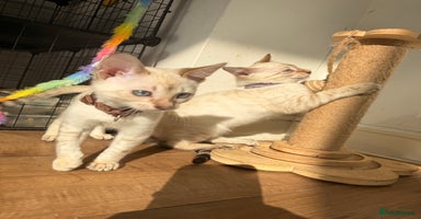 Bengal cats - Advert 16