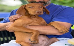 Hungarian Vizsla dogs for sale: 🐾Can You be my Human?🐾  Senator 👀For HisHome  - Image 4