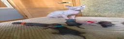 Sphynx cats for sale: Beautiful sphynx kittens for sale🥹 - Advert 12