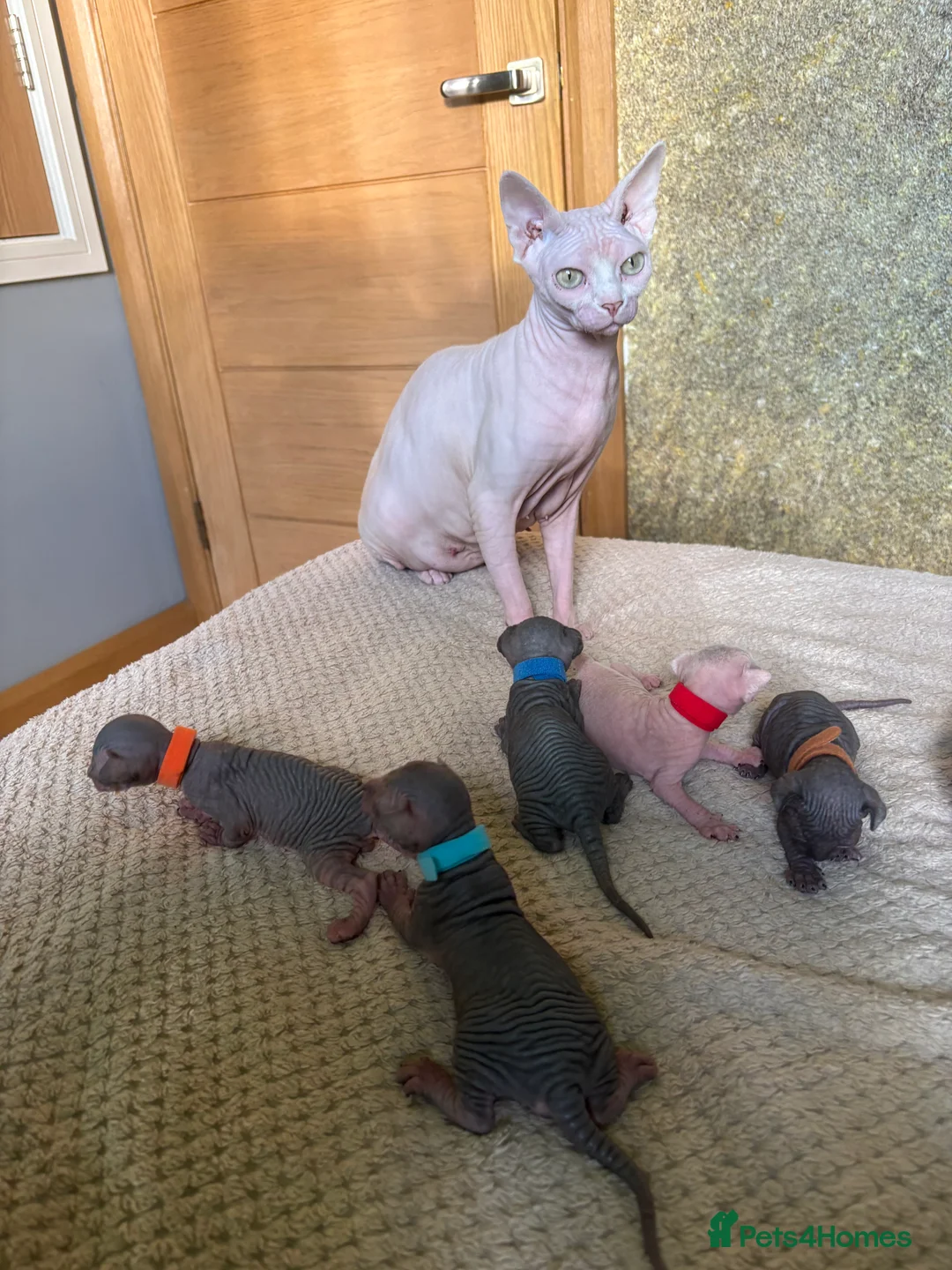 Sphynx cats for sale: Beautiful sphynx kittens for sale🥹 - Advert 12