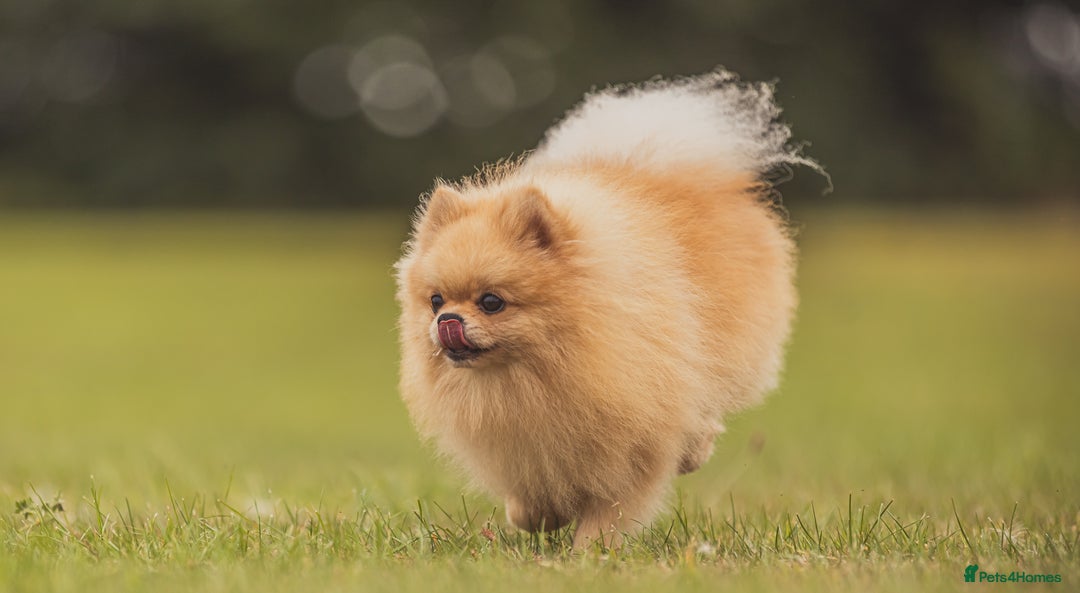 Pomeranian dogs for stud: Prince George Bridgeton 👑 - Advert 21