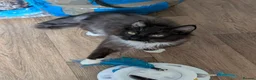 Ragdoll cats for sale: Gorgeous Tuxedo Smoke Ragdoll Cross Boy - Advert 10