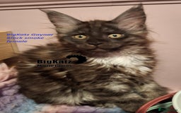 Maine Coon cats for sale: Stunning litter of Maine Coons - ready now! - Image 5