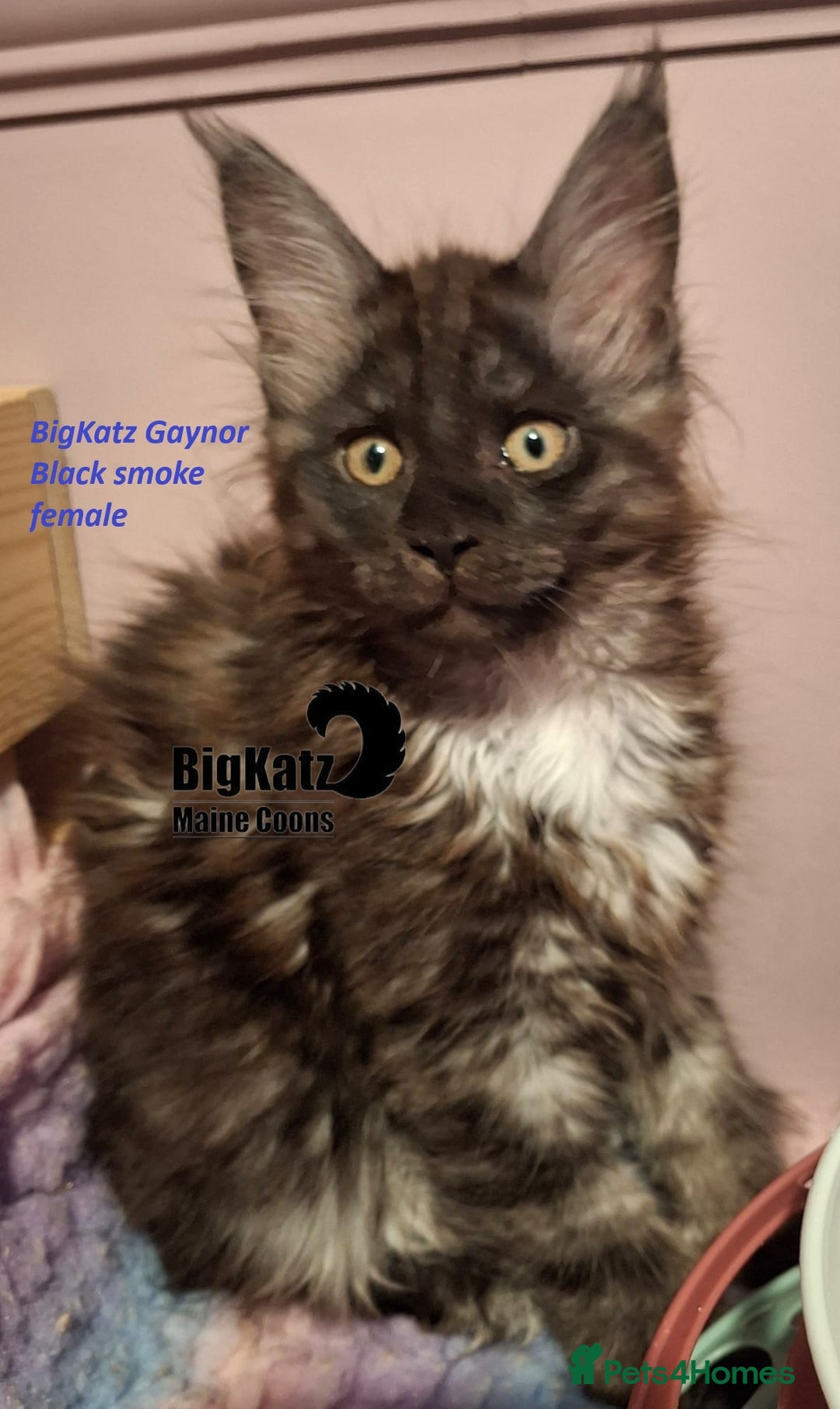 Maine Coon cats for sale: Stunning litter of Maine Coons - ready now! - Image 5
