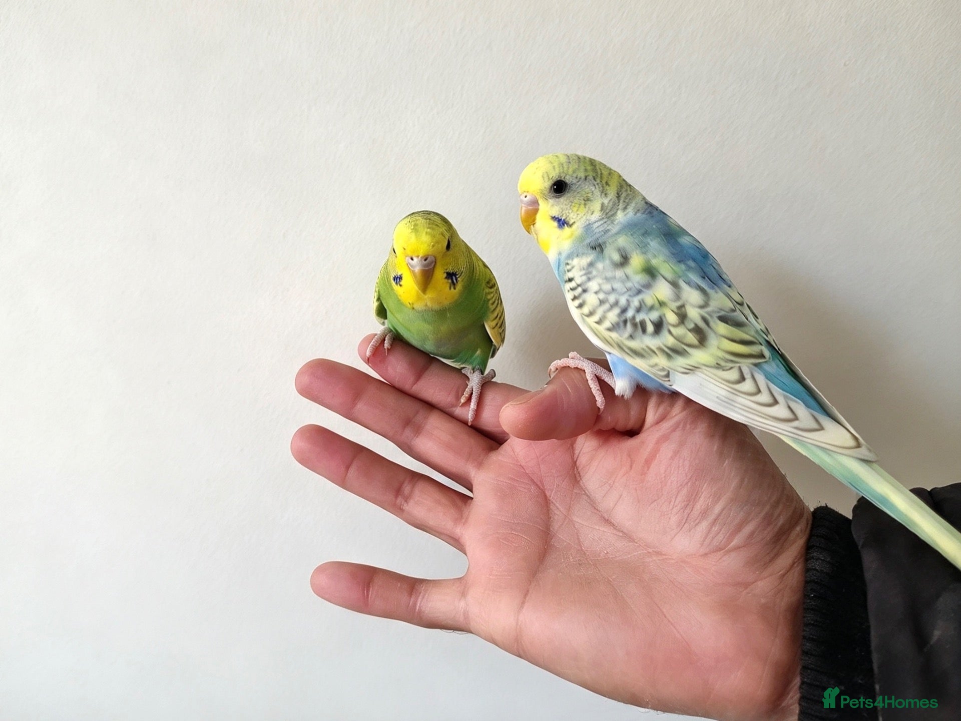 Budgerigars birds for sale: Super silly tame budgies  - Advert 12