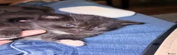 British Shorthair cats for sale: 7 fluffy kittens  - Advert 9
