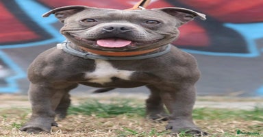 Staffordshire Bull Terrier dogs in Wisbech - Advert 16