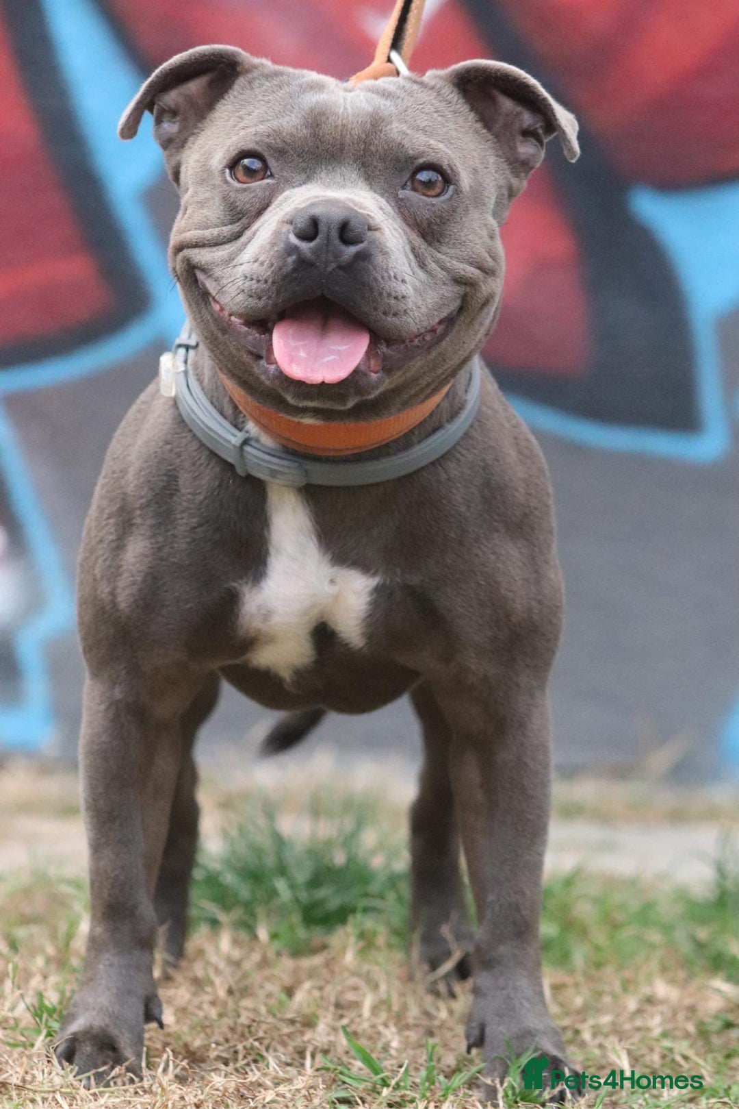 Staffordshire Bull Terrier dogs for stud: Grand champion 5⭐️LICENSED KENNEL in Wisbech - Advert 3