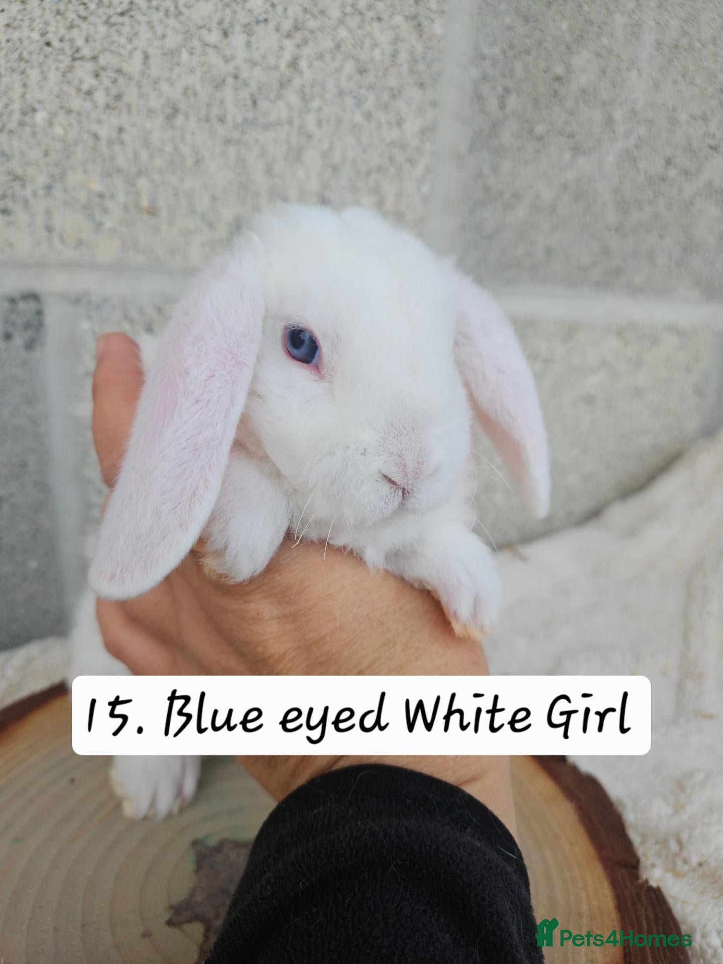Mini Lop rabbits 🩷Ad 1 Purebred mini plush lops🩵🧸 - Advert 1