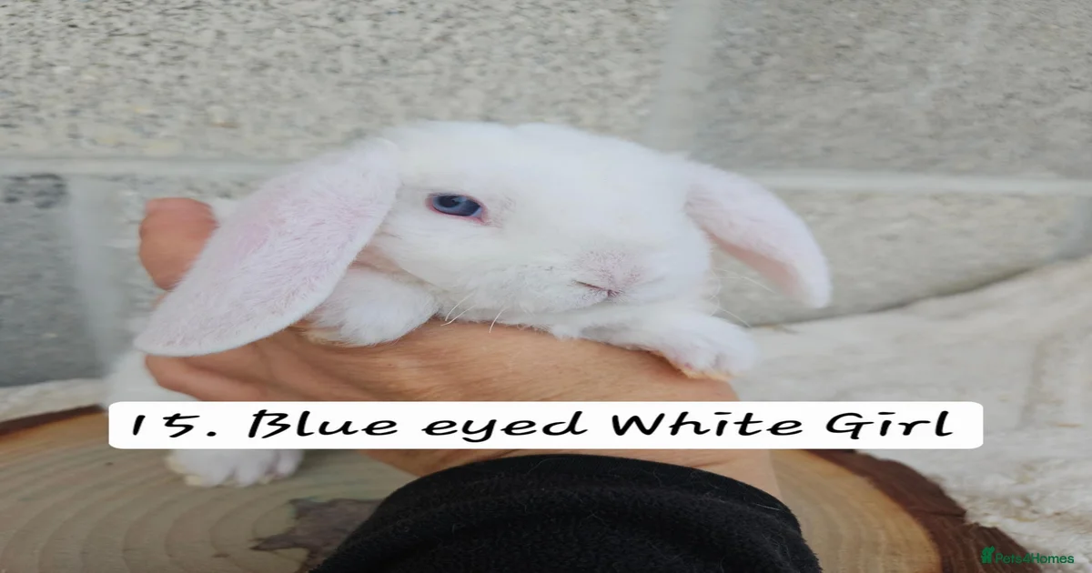 Mini Lop Rabbits for Sale for sale in Lowestoft, Suffolk | Pets4Homes