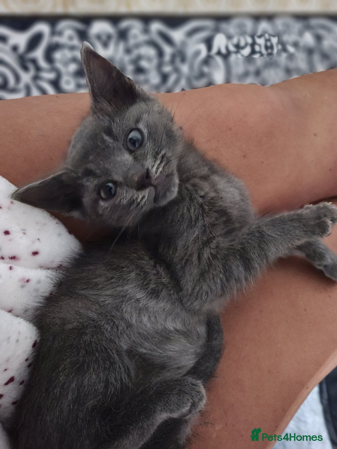 Mixed Breed cats for sale: 4 beautiful kittens  - Advert 8